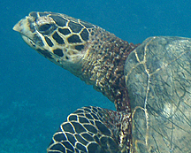 Hawksbill