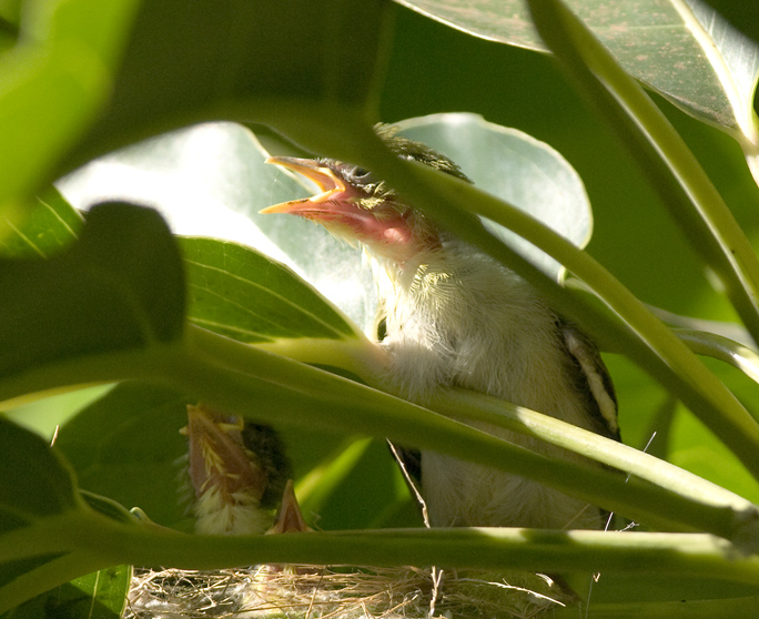 Japanese White Eye Nest: Maui 2009