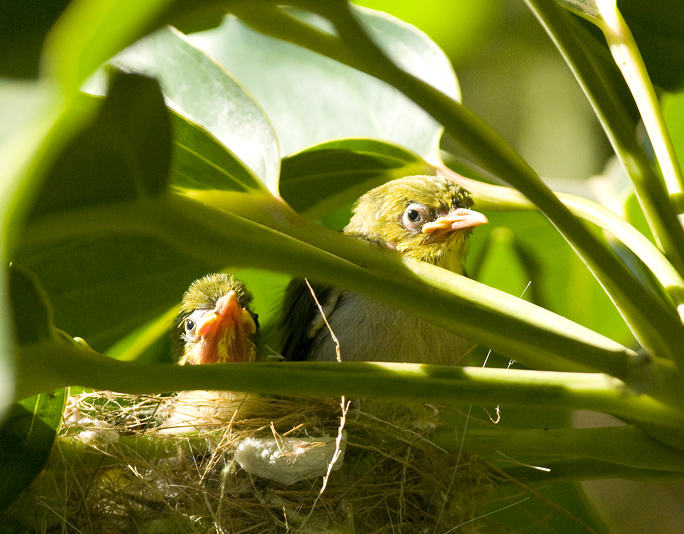 Japanese White Eye Nest: Maui 2009