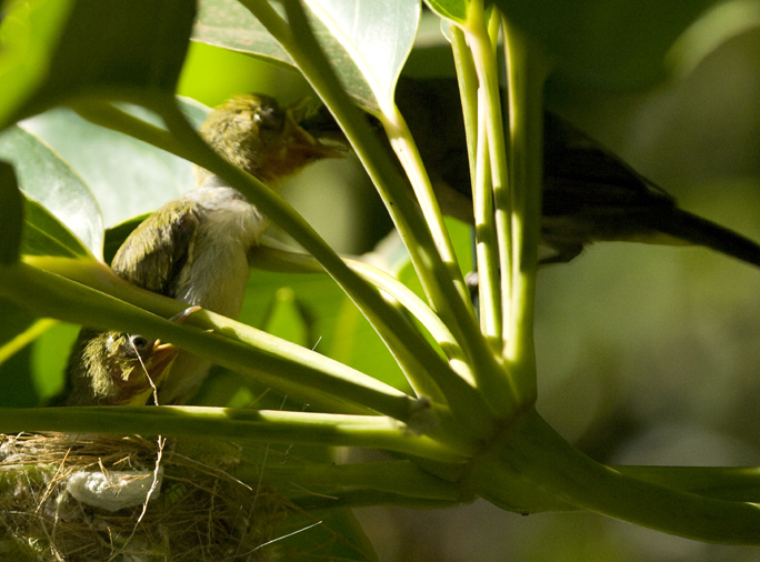 Japanese White Eye Nest: Maui 2009