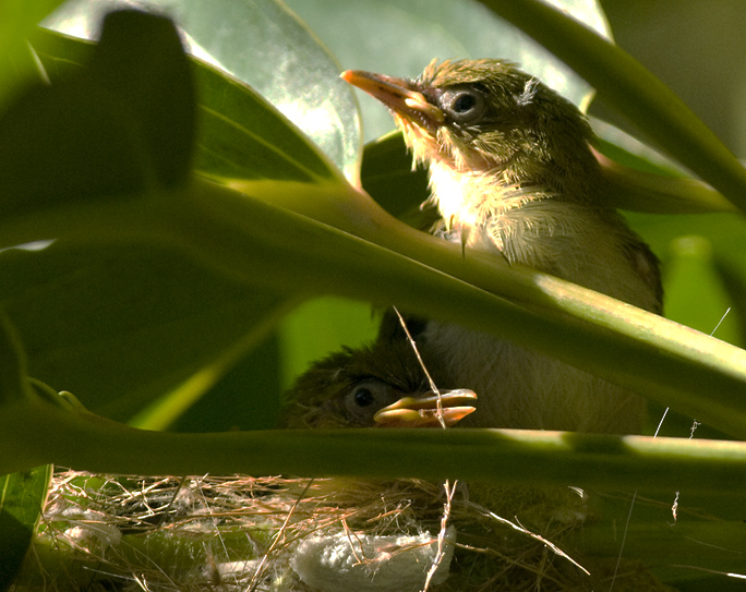 Japanese White Eye Nest: Maui 2009