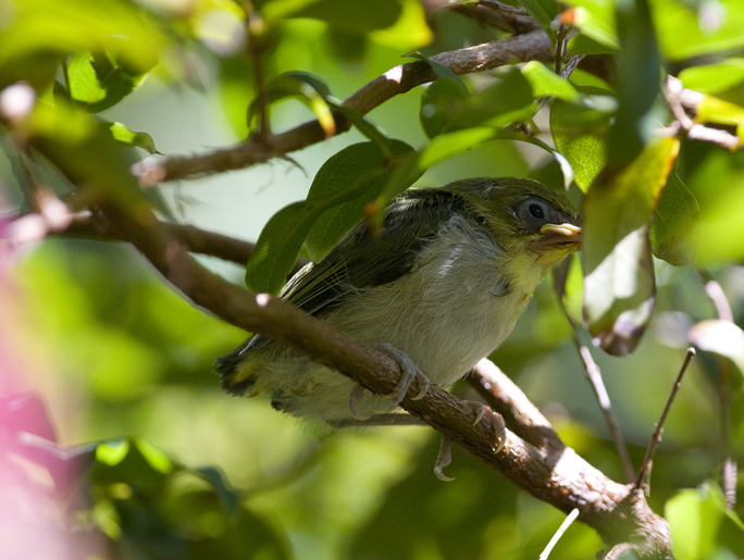 Japanese White Eye Nest: Maui 2009