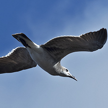 seabird at Mala